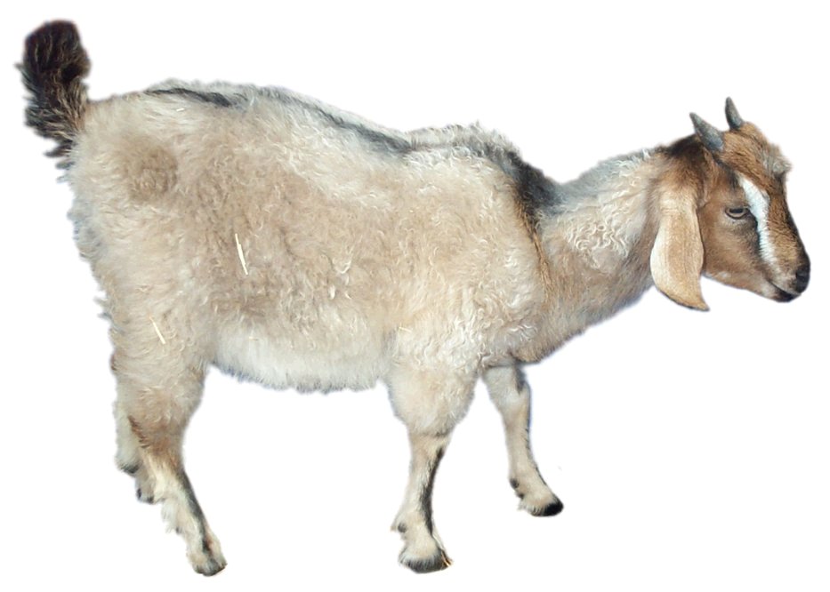 Goat5.jpg